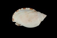 藏品(小鬘螺)的圖片